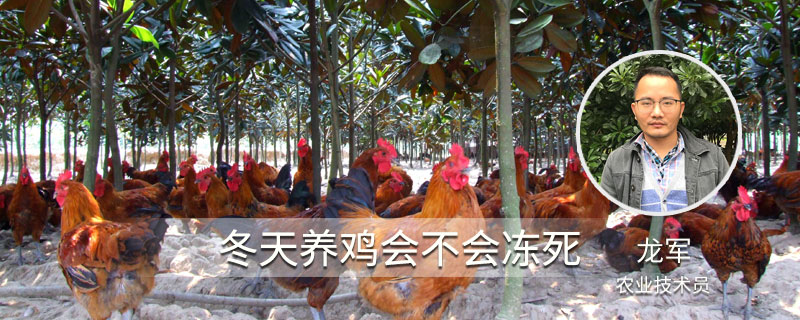 冬天養(yǎng)雞會不會凍死