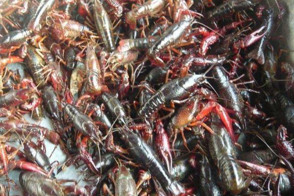 養小龍蝦的基本知識