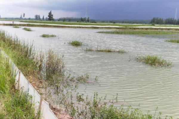 養小龍蝦的基本知識