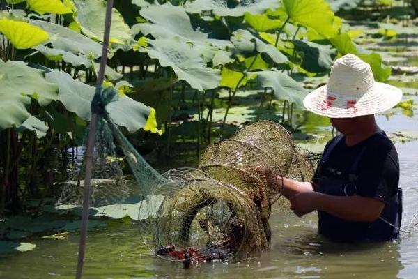 養小龍蝦的基本知識