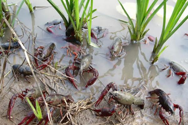 小龍蝦的繁殖方法