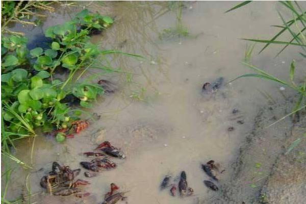 小龍蝦的繁殖方法