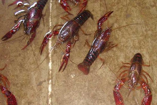 小龍蝦的繁殖方法