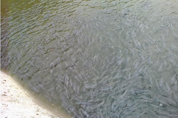 黑魚養殖幾個月能出售