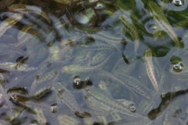 黑魚養殖幾個月能出售