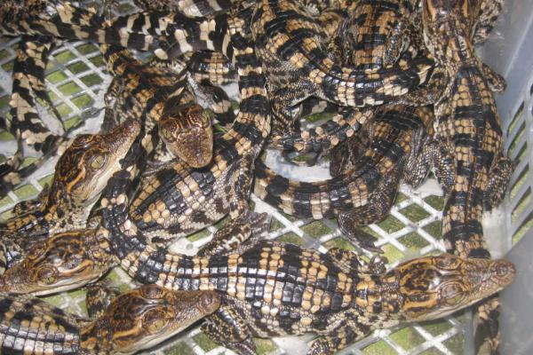 鱷魚養殖有什么政策