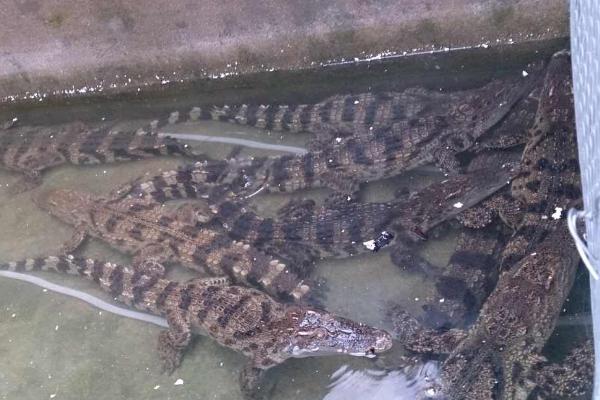 鱷魚養殖有什么政策