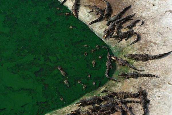 鱷魚養殖有什么政策