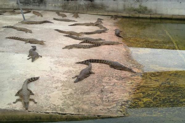 國內可以養鱷魚嗎