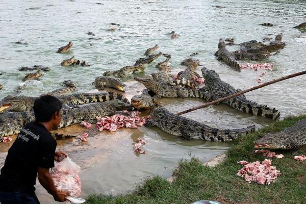 國內可以養鱷魚嗎
