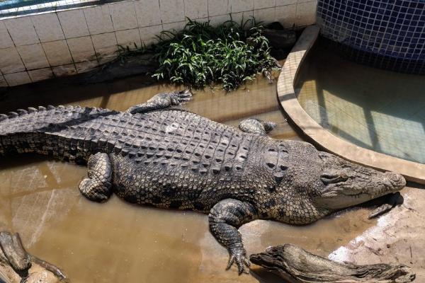 國內可以養鱷魚嗎