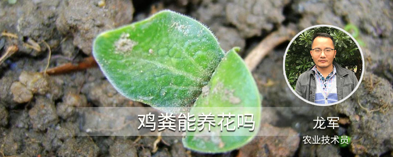 雞糞能養(yǎng)花嗎