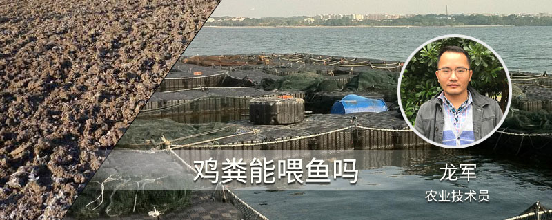 雞糞能喂魚嗎