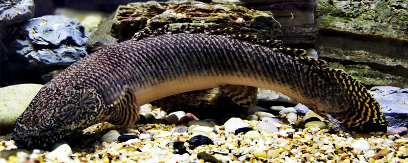 養黑魚有什么說法