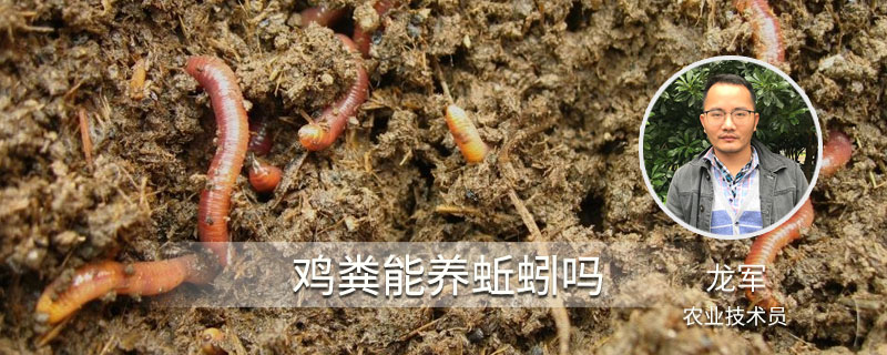 雞糞能養(yǎng)蚯蚓嗎