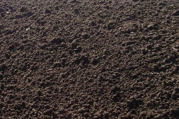 雞糞能養蚯蚓嗎