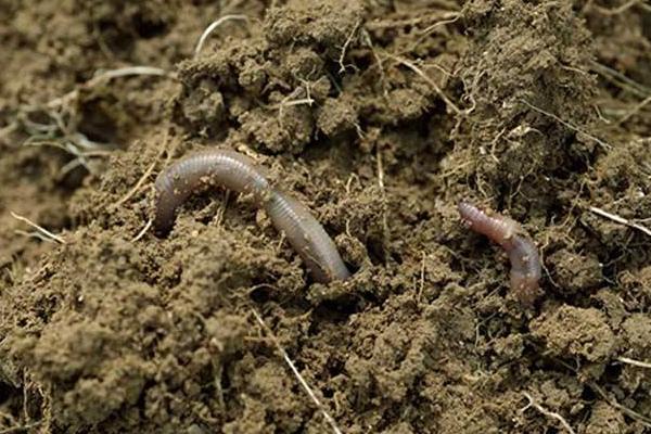 雞糞能養蚯蚓嗎