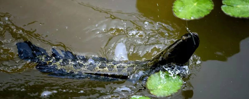 養黑魚一畝地多少成本