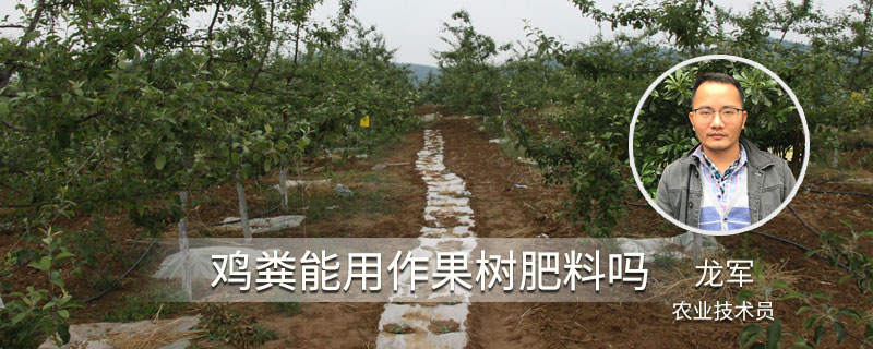 雞糞能用作果樹肥料嗎