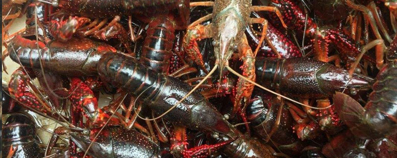 養小龍蝦的風險