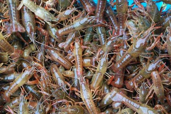 養小龍蝦的風險