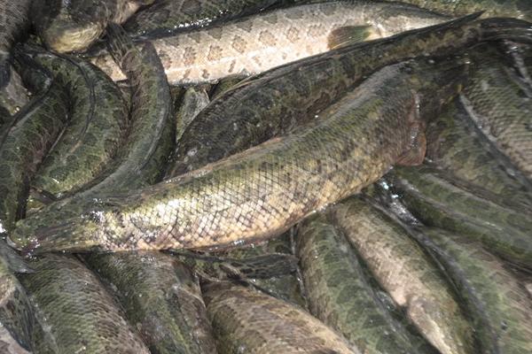 養(yǎng)黑魚(yú)喂什么食物