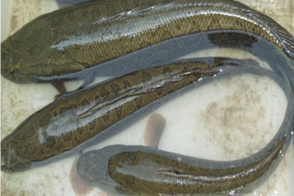 養(yǎng)黑魚(yú)喂什么食物