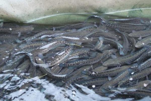 養(yǎng)黑魚(yú)喂什么食物