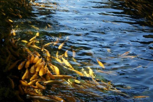 虹鱒魚養(yǎng)殖條件