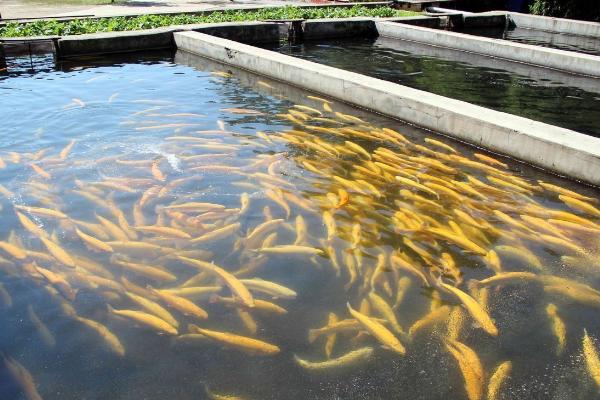 虹鱒魚養(yǎng)殖條件