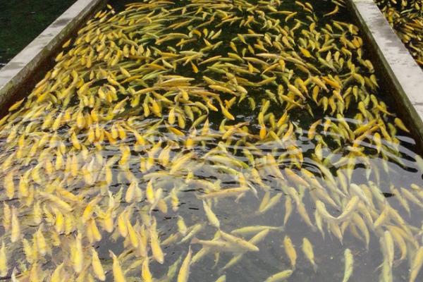 虹鱒魚養(yǎng)殖條件