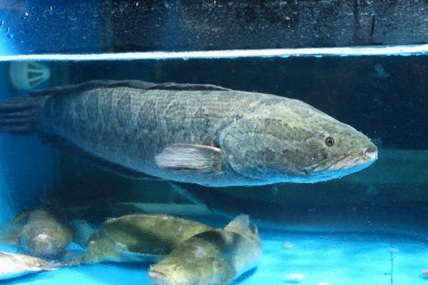 養黑魚有什么說法