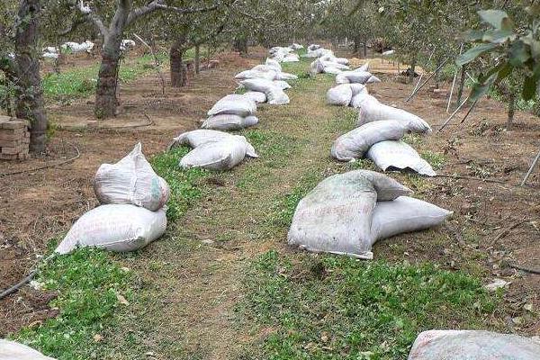 雞糞能用作果樹肥料嗎