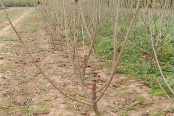 雞糞能用作果樹肥料嗎