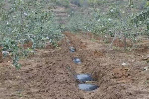 雞糞能用作果樹肥料嗎