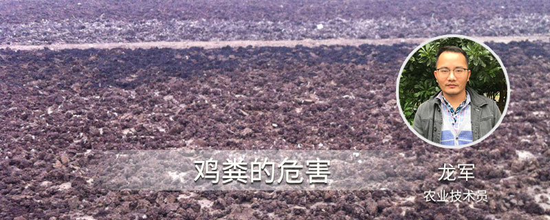 雞糞的危害