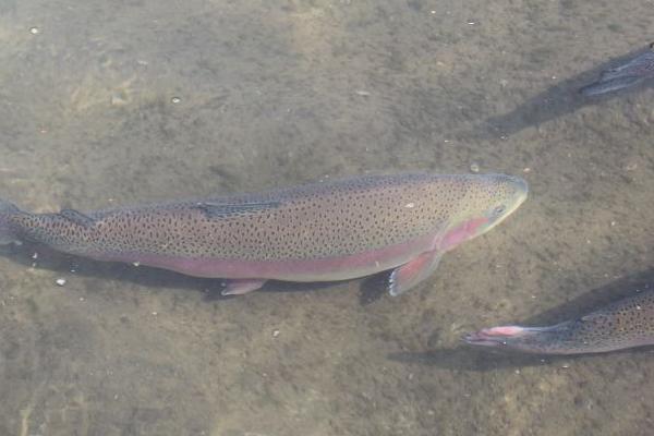 虹鱒魚魚苗的價格