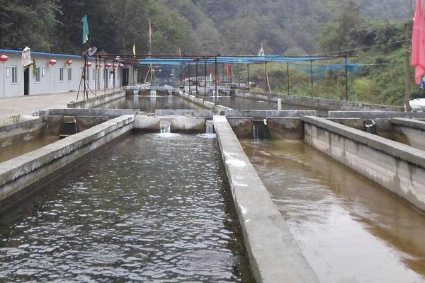 虹鱒魚魚苗的價格