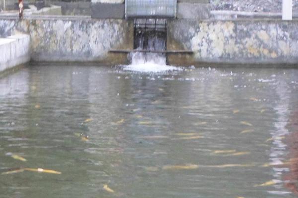 虹鱒魚養殖池怎么建