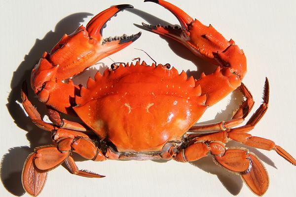 蟹的營養價值及功效