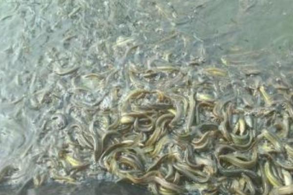 花泥鰍養(yǎng)殖技術