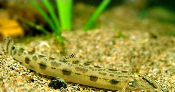 花泥鰍養(yǎng)殖技術