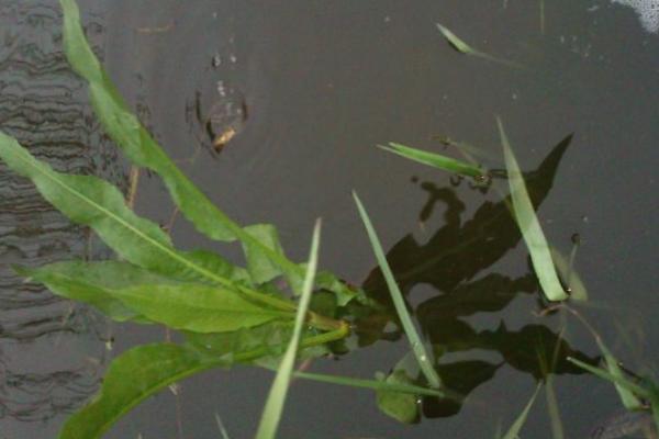 花泥鰍養(yǎng)殖技術