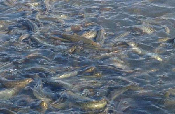 養泥鰍需要什么條件