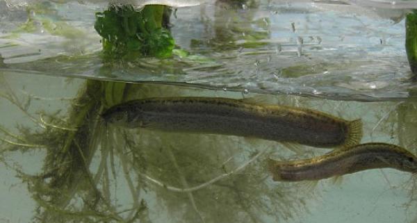 養泥鰍需要什么條件