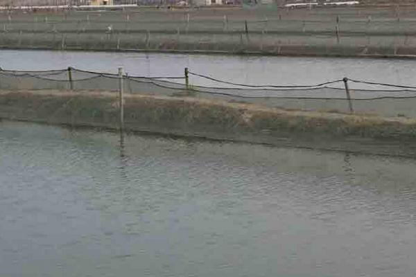 養泥鰍水深要多少