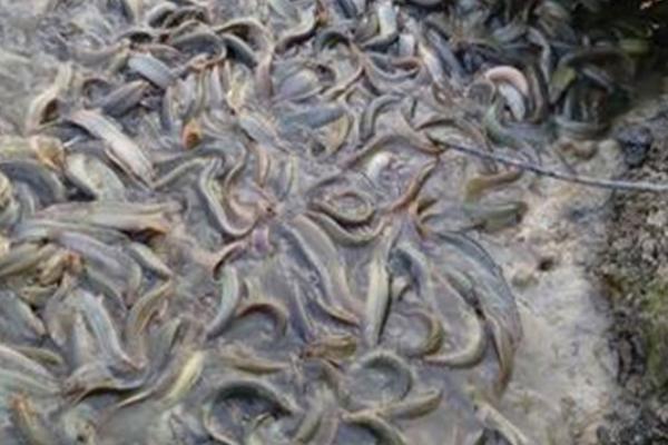 養泥鰍水深要多少