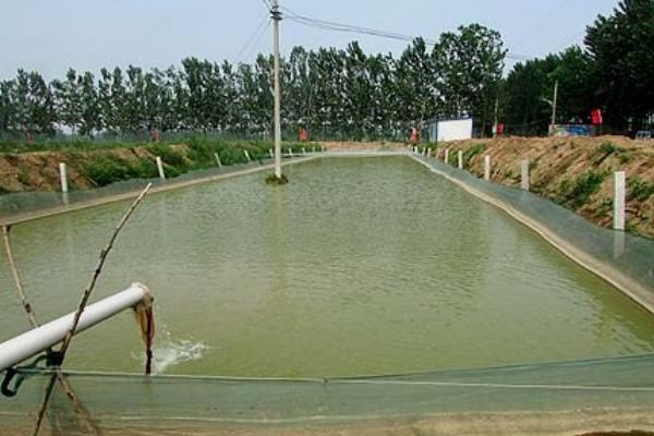 養泥鰍水深要多少