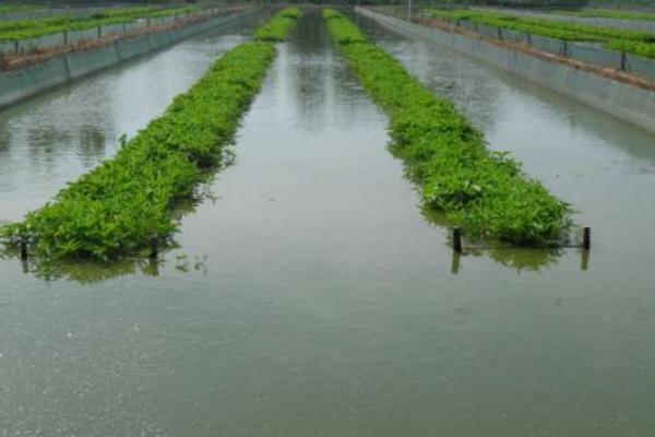 泥鰍的天敵有哪些