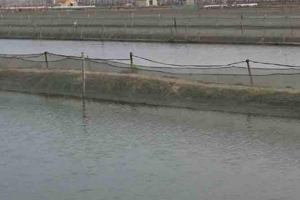 泥鰍的天敵有哪些